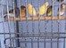 13 Canaries
