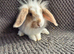 Mini Lion Lop Bunnies