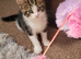 3 cute kittens