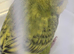 BEAUTIFUL BABY BUDGIE HEN RING NUMBER 53 2026 BRED