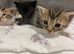Half bengal half maincoone kittens