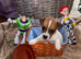 Jack Russel puppies