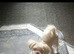 Girl imperial shihtzu