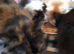 Gorgeous Ragamuffin X kittens.