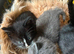 Mix Bengal kittens for sale, all females all 4