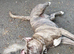 Max 30 month old cane corso