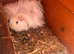 Bonded pair of guinea pigs