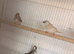 2 pairs of zebra finch