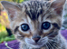 Quality TICA Registered Kittens