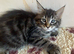 Half Maine Coon Kittens