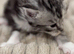 Gorgeous Maine Coon Kittens from Grand Champion Parents