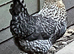 6 Dated FERTILE HATCHING Blue EGGS Pure Breed CREAM CRESTED LEGBAR. Ferndown, Dorset
