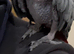 African grey parrot tame great talker inc cage