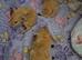 Baby guinea pigs