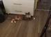 Cat for sale