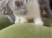 Exotic kittens