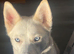 15weeks old male