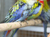 Rosella
