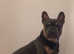 French bulldog STUD