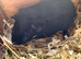 Guinea Pigs (Male)