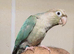 Super Tamed Baby Conure – DNA Tested Female