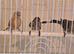 3 red siskin x canary f1s so can breed
