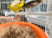 Raza canary&rsquo;s
