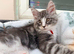6 Beautiful full pedigree TICA registered Maine Coon kittens