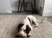 Liver and White 10 month old female Cocker Spaniel