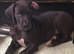 Exceptional Great Dane Puppies