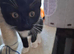 A lovely kitten girl is looking for a new home.