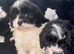 CAVALIER KING CHARLES X TOY POODLE