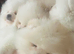 KC wite pomeranians for reservation!