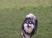 Pomsky puppies