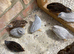 Young Chinese painted quail £10 each