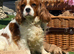 Beautiful 1st generation cavapoos