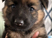 German shepherd puppies