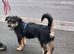 Border Terrier Mix