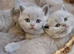 GCCF Lilac kittens