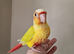 Adorable fully hand reared baby conures