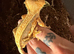 Breeding pair crested geckos