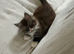 Maine coon kitten