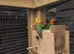 Young lovebirds available!