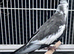 Various baby & adult cockatiels