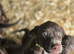 Stunning Vizsla X puppies