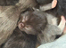 Litter off 7 beautiful babies