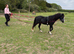 Welsh sec A colt rising 2 *read add*