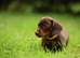 Miniature dachshund