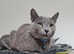 Russian Blue female for rehoming