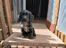 Working cocker spaniel puppy's.